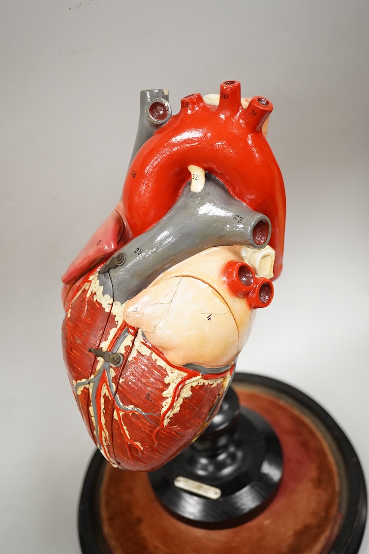 A painted wood and composition model of a human heart by J. Woolley Sons and Co Ltd, Manchester, on an ebonised pedestal and a glass dome, 48cm high